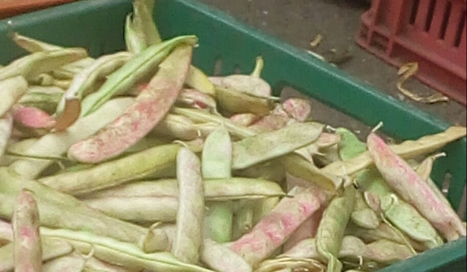 Frijol en cascara