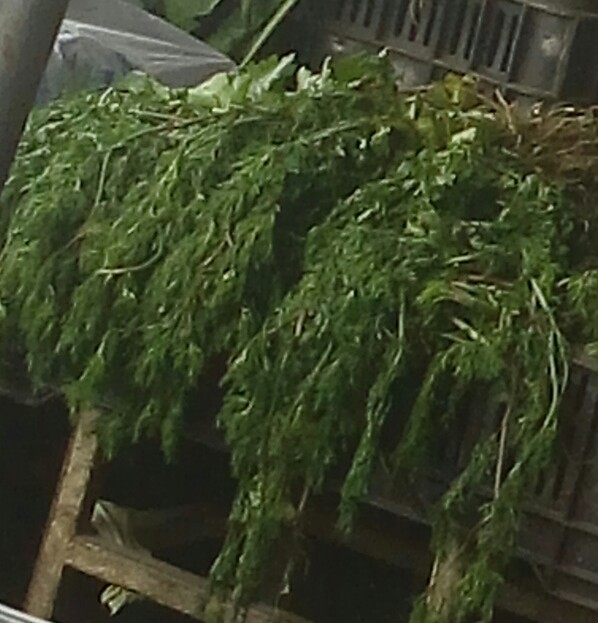 Cilantro fresco