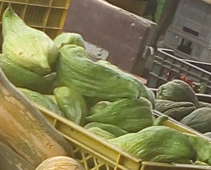 Pepino de guiso