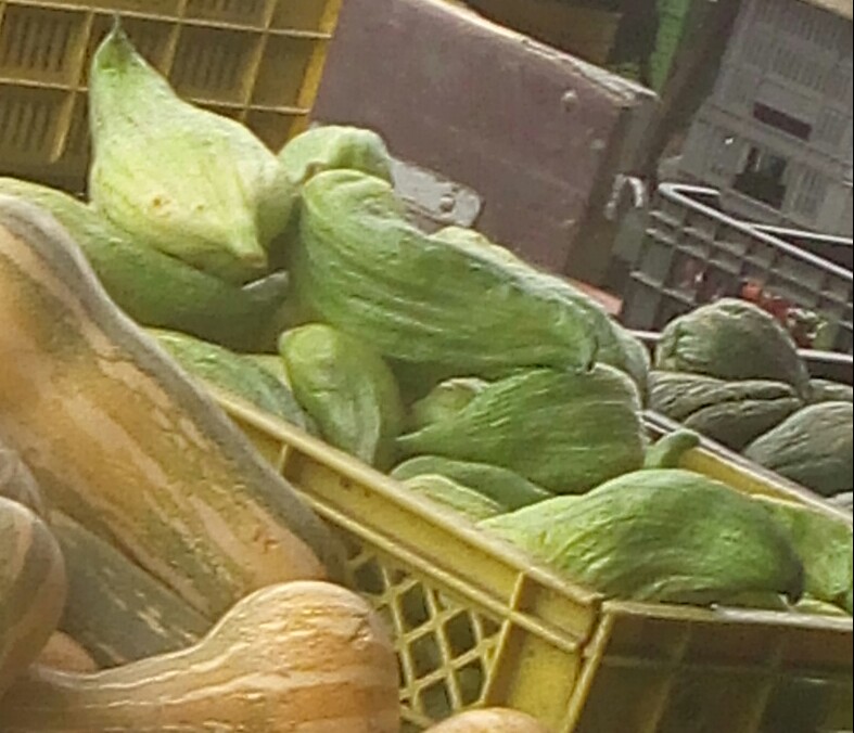 Pepinos para guiso