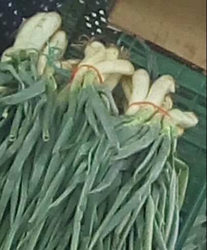 Cebolla larga