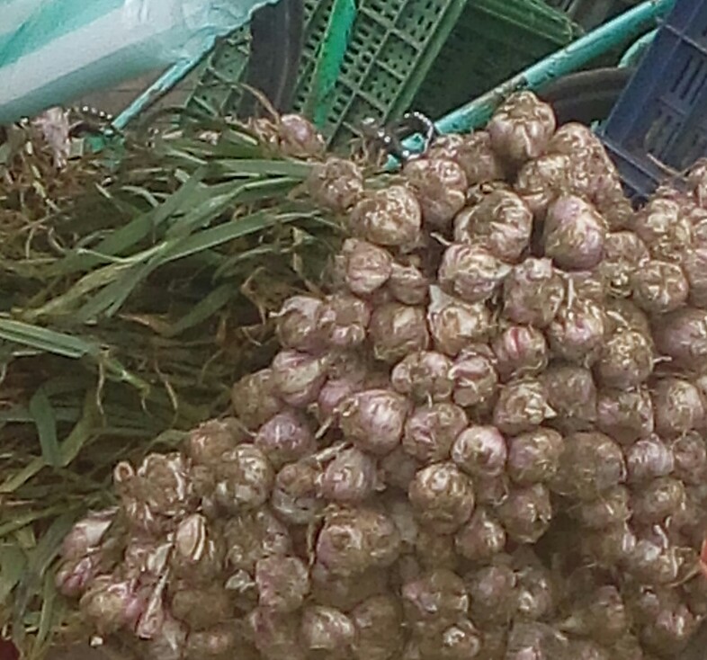 Ajo en rama