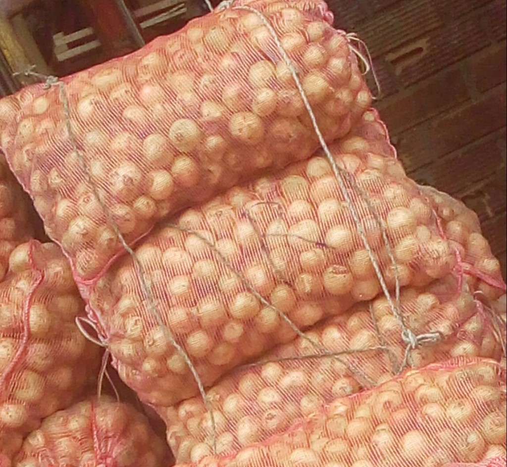 Cebolla cabezona