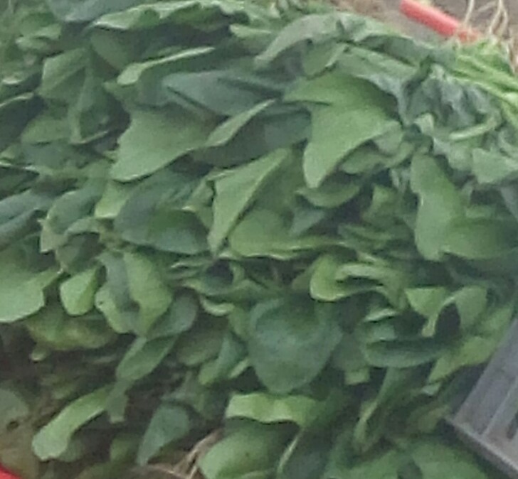 Espinacas