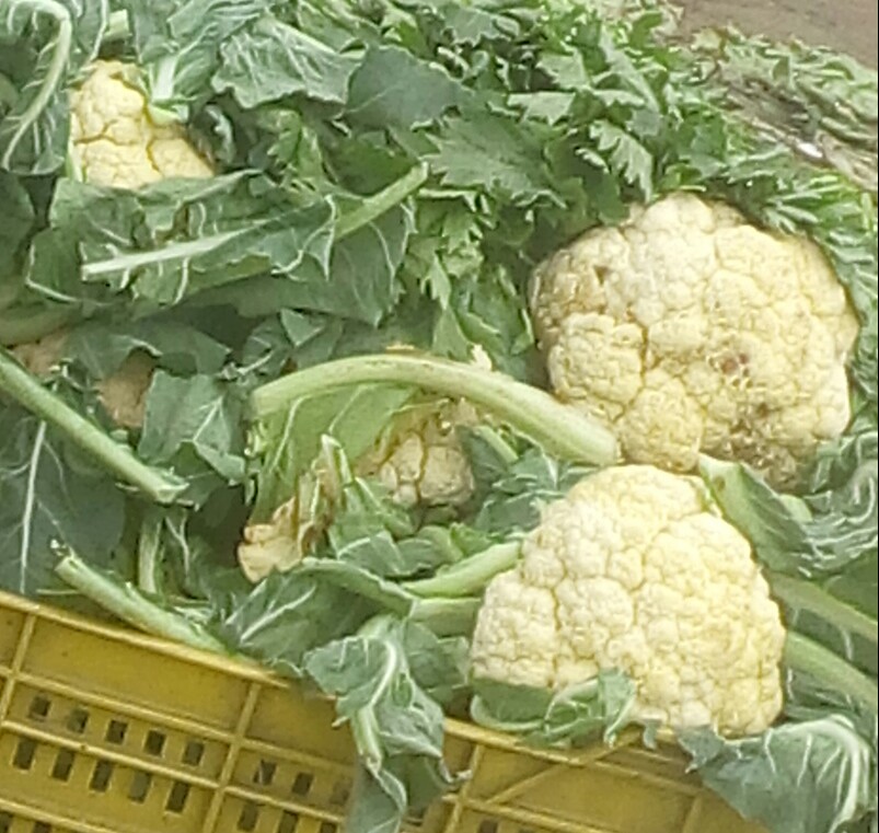 Coliflor
