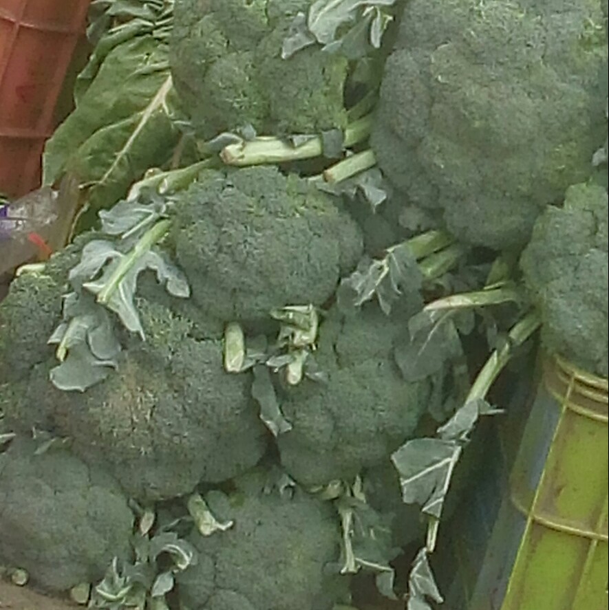 Brocoli