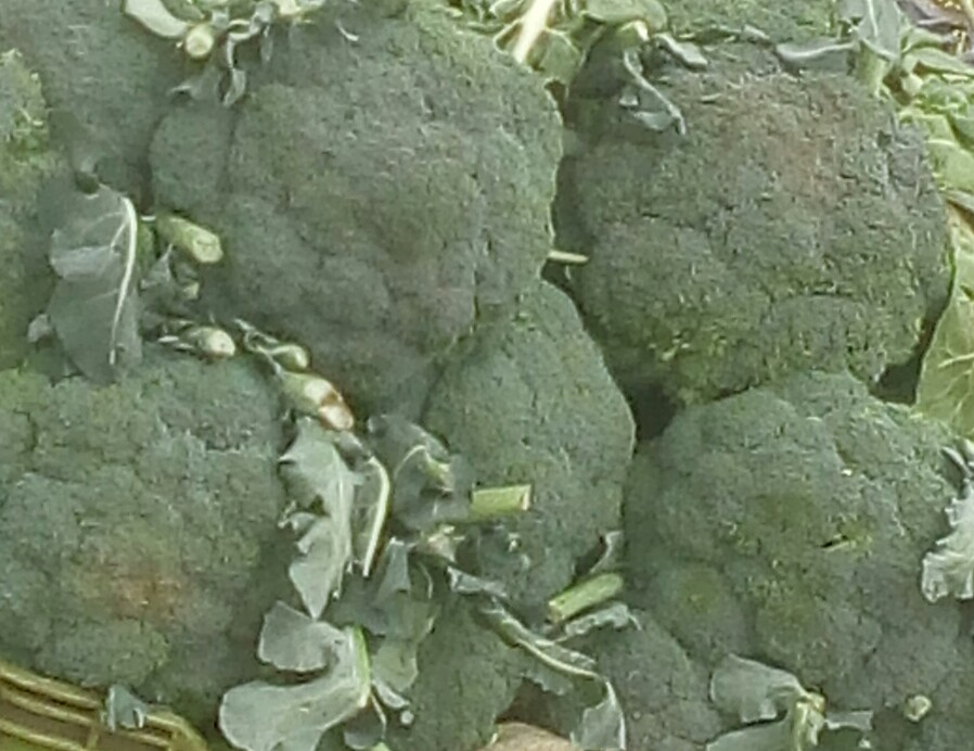 Brocoli