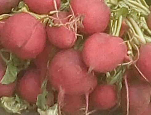 Rabano rojo