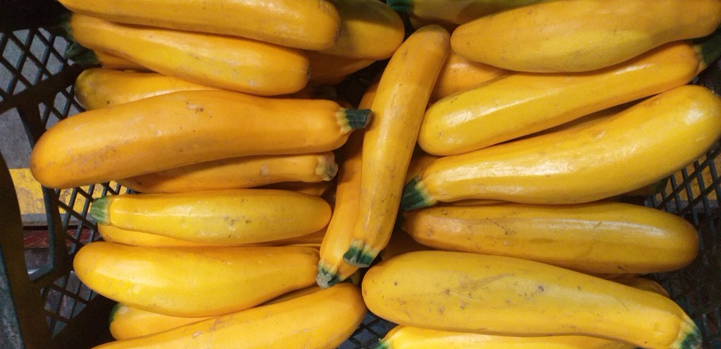 Zucchini amarillo