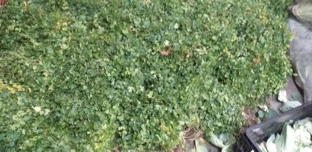 Cilantro
