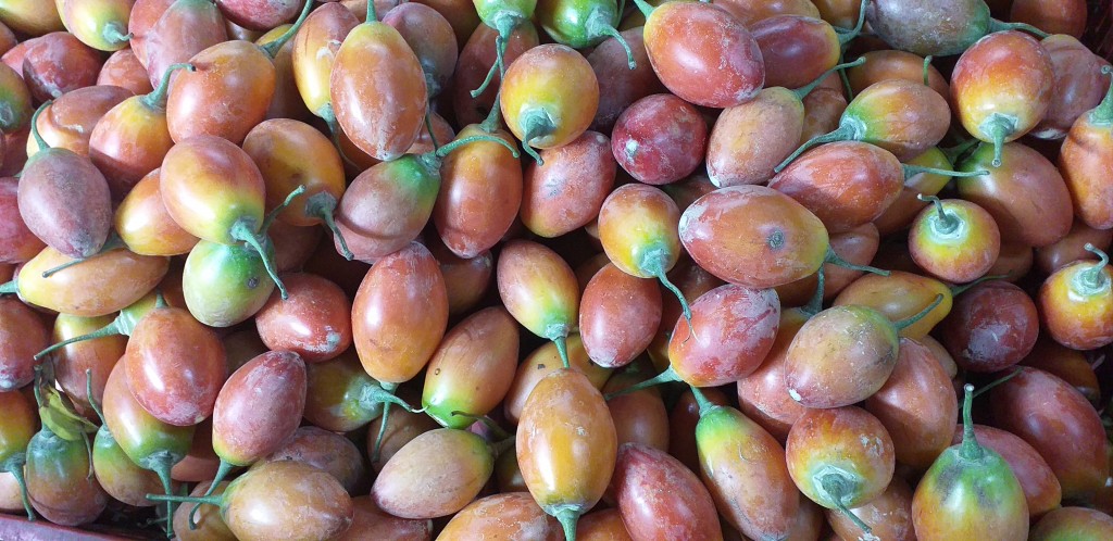 Tomate de arbol