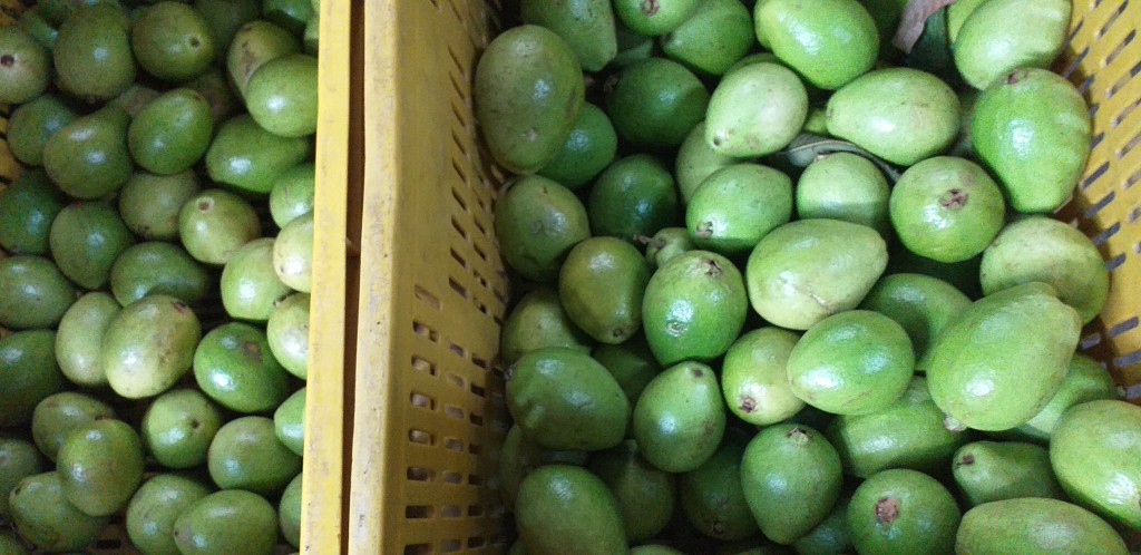 Guayaba pera