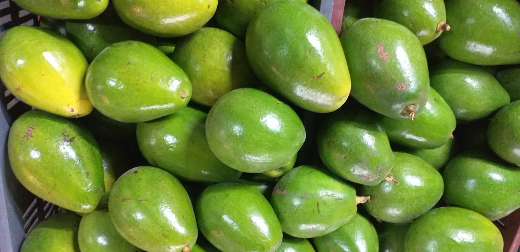 Aguacate papelillo