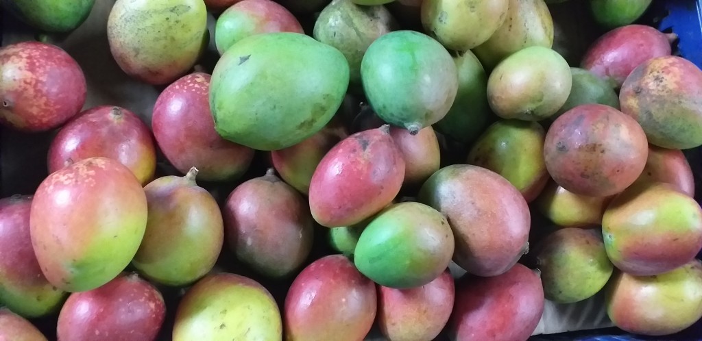 Mango farchi delgado