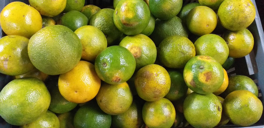 Naranja valencia