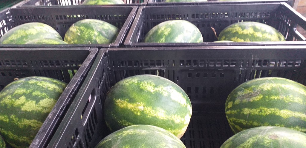 Sandia delgada