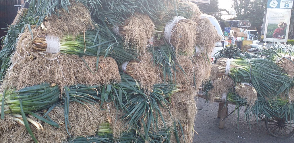 Cebolla larga