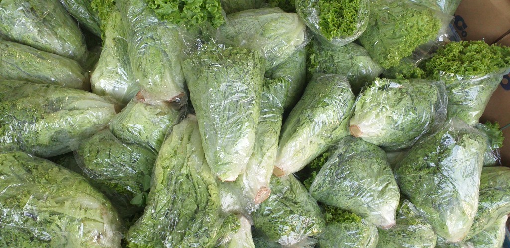Lechuga crespa