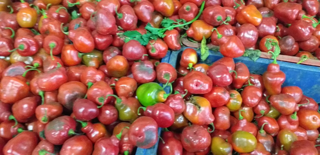 Rocoto "aji picante"