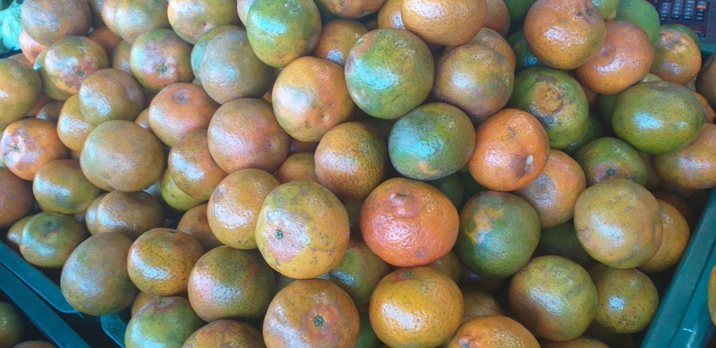 Mandarina clementina 2da