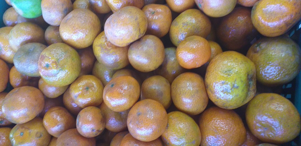 Mandarina clementina 1ra