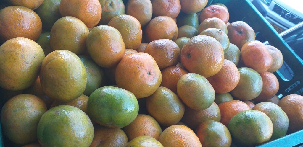 Mandarina oneco
