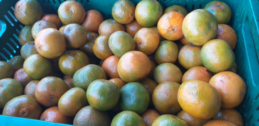 Mandarina oneco delgada