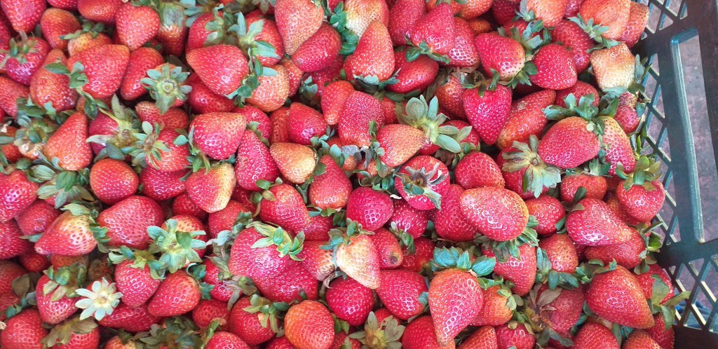 Fresa jumbo