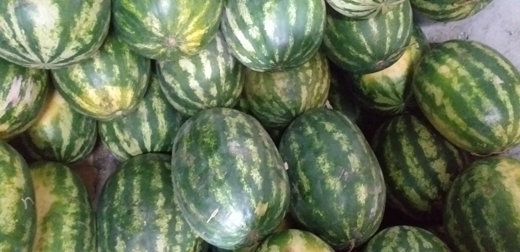 Sandia delgada