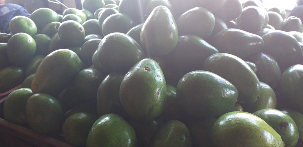 Aguacate papelillo
