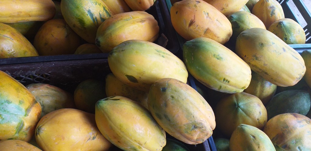 Papaya costeña