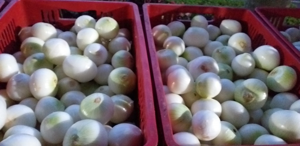 Cebolla blanca pelada