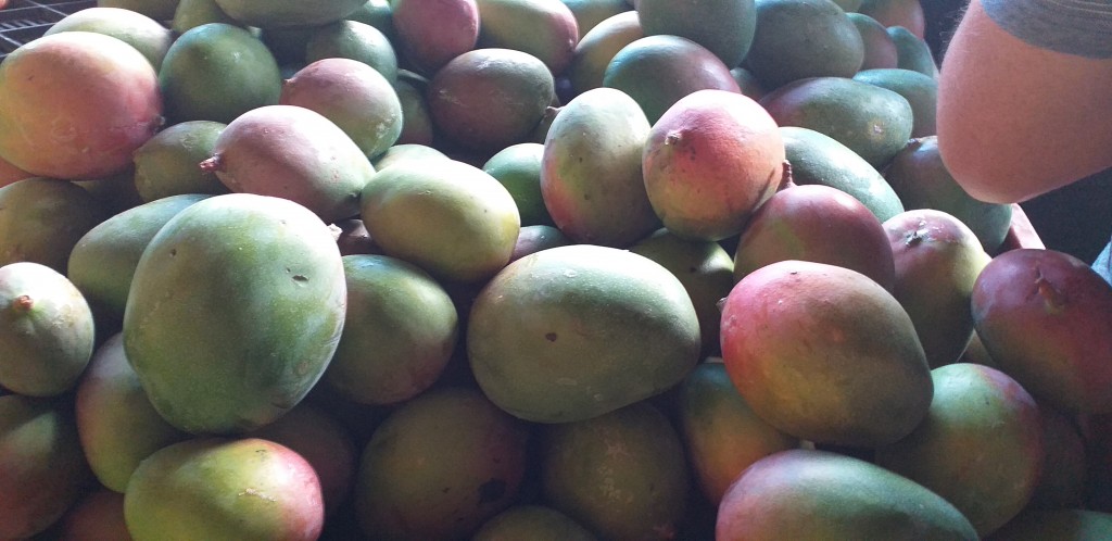 Mango tommy delgado