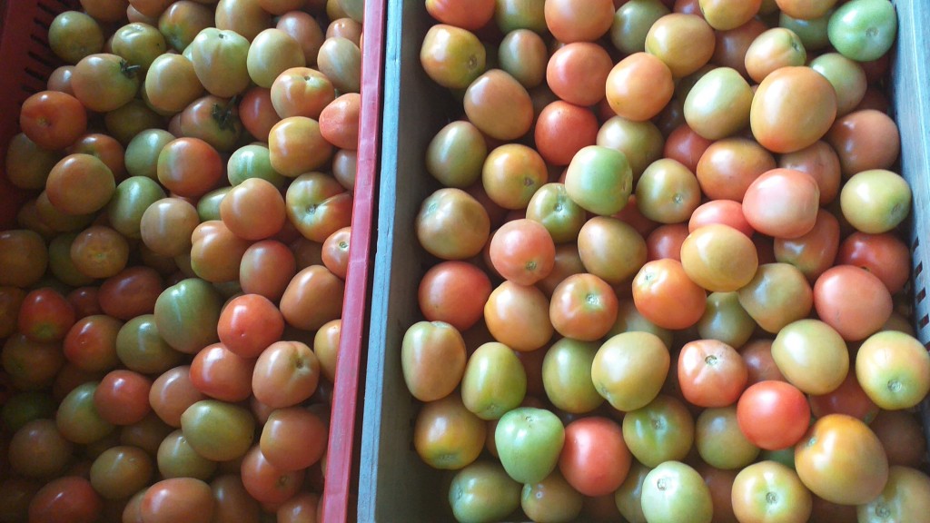Tomate chonto 2da