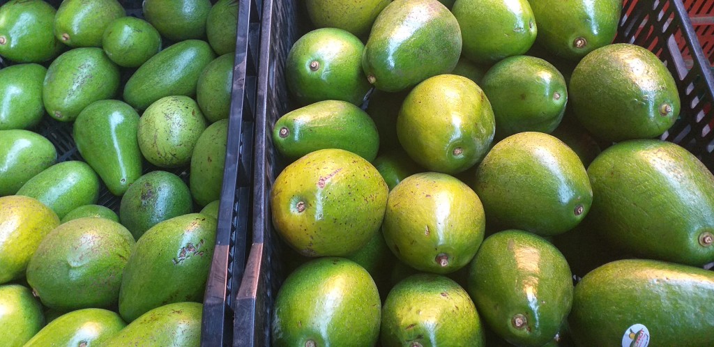 Aguacate papelillo