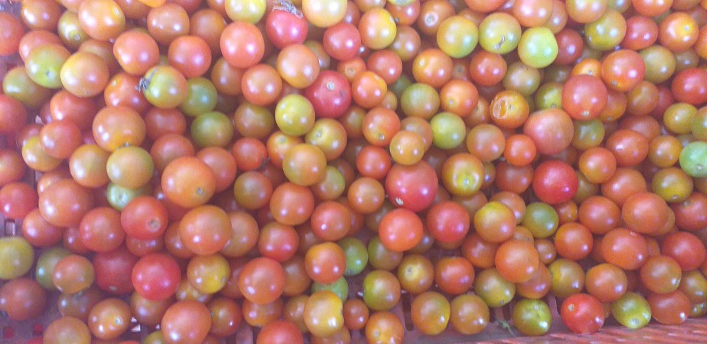 Tomate cherry