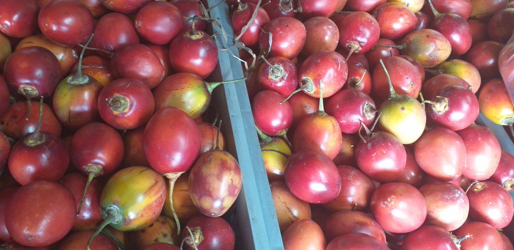 Tomate injerto