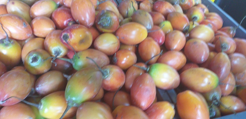 Tomate de arbol