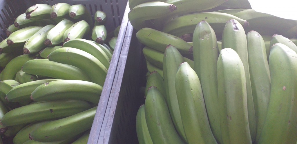 Banano verde criollo