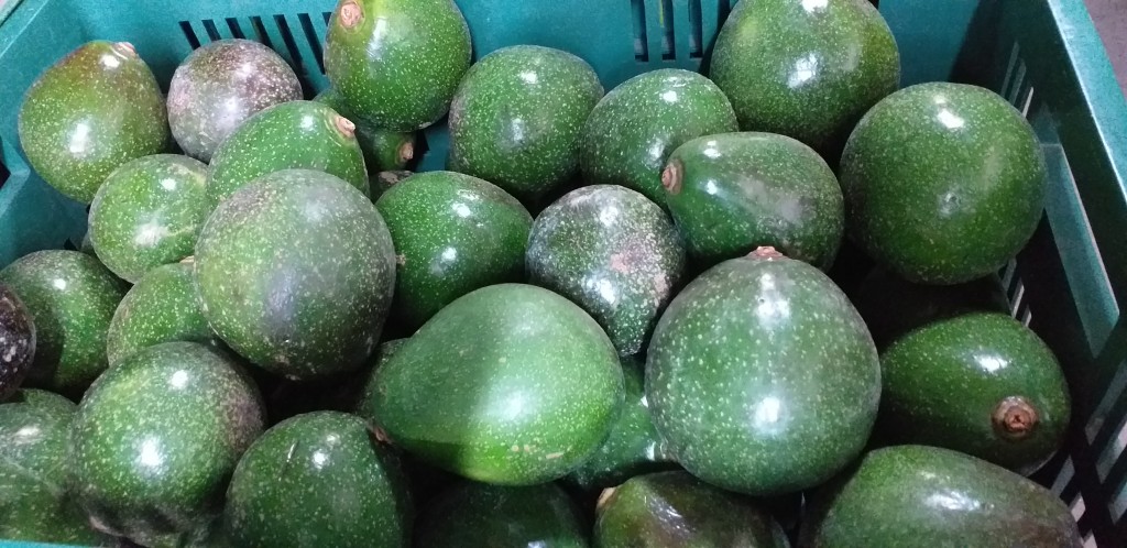 Aguacate reed