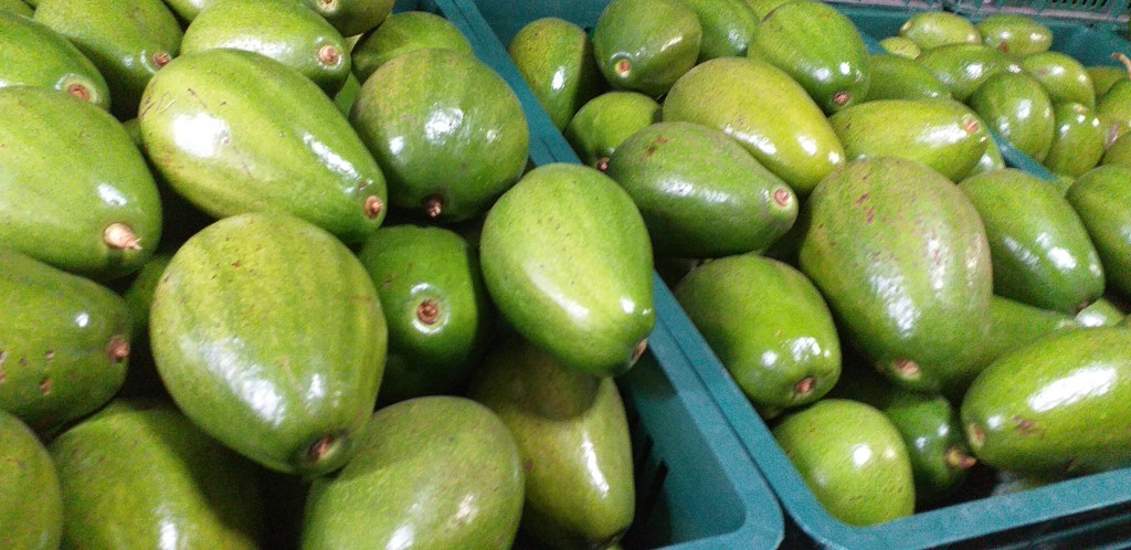 Aguacate papelillo