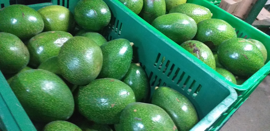 Aguacate colin reed