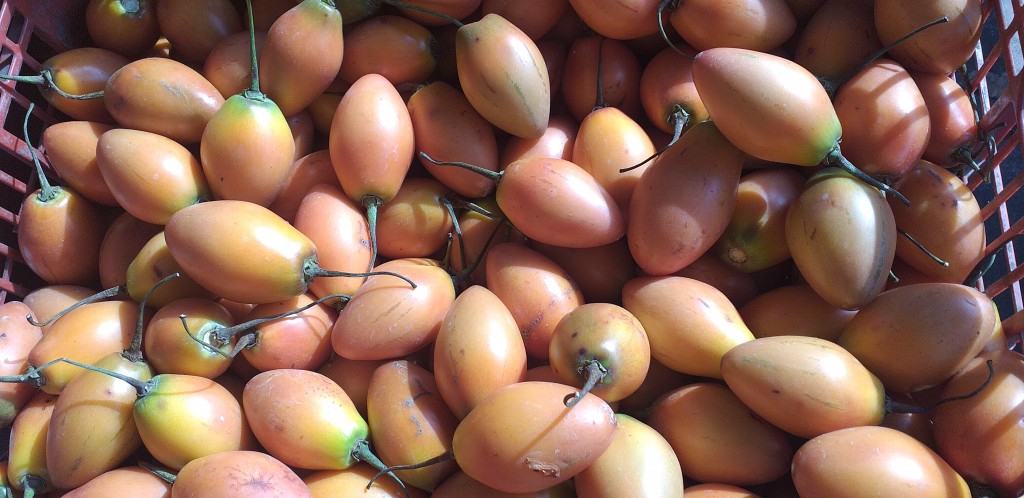 Tomate de arbol
