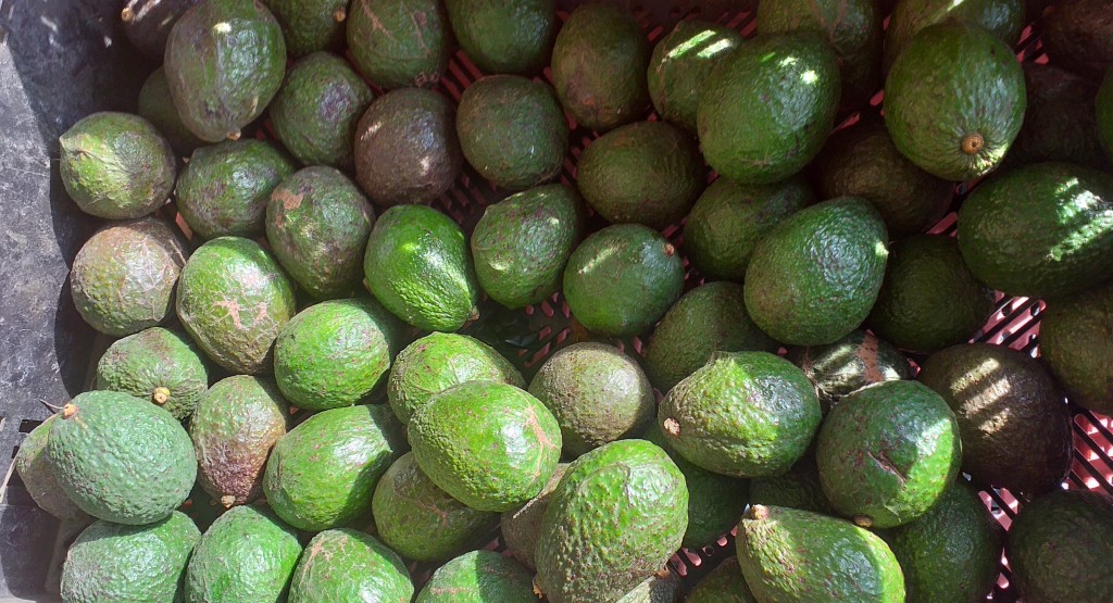 Aguacate hass