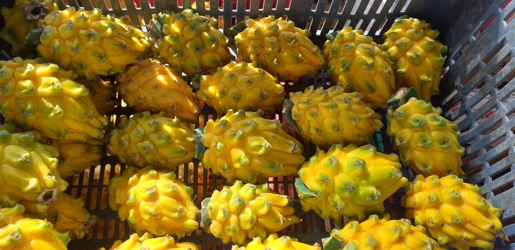 Pitahaya nacional