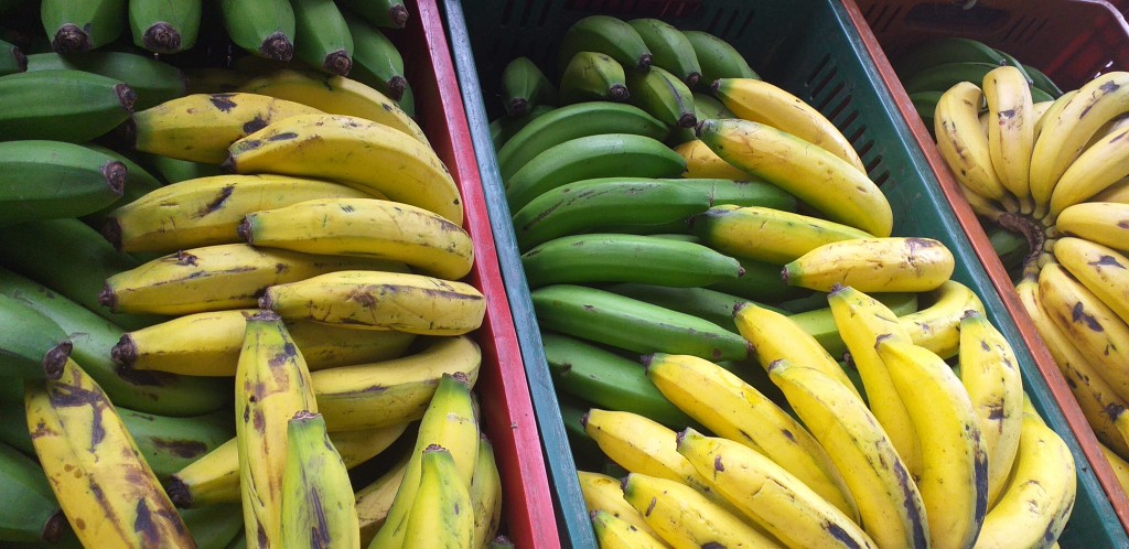 Banano criollo