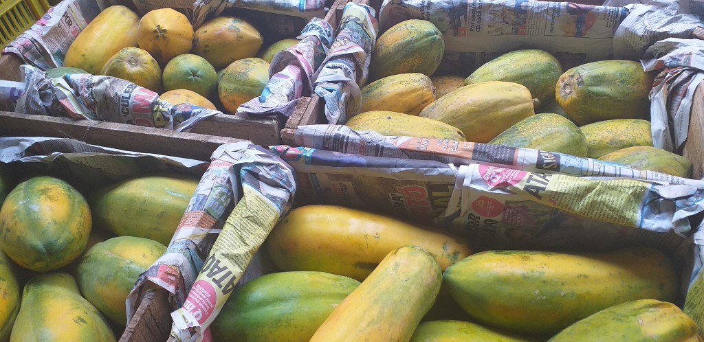 Papaya tainung
