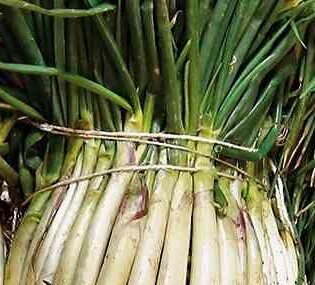 Cebolla larga