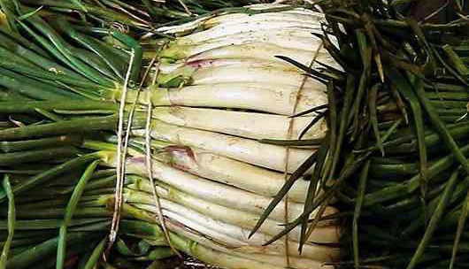 Cebollas larga