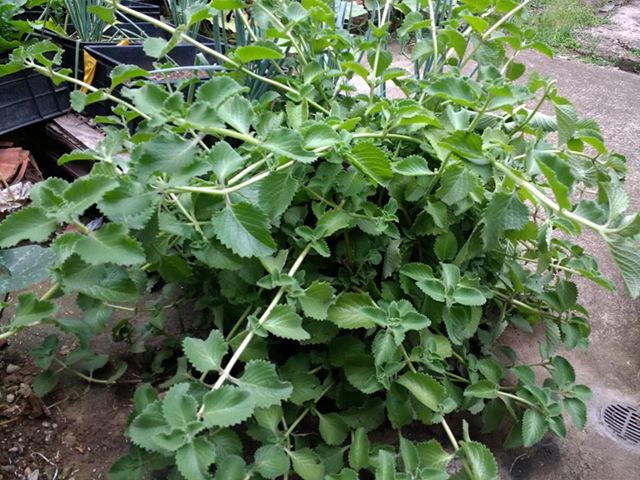 Oregano en hojas